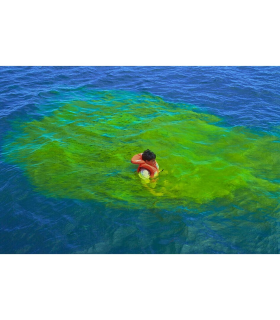 Fluoresceine 40g